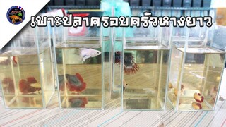 เพาะปลากัดครอบครัวหางยาวสไตล์korattv