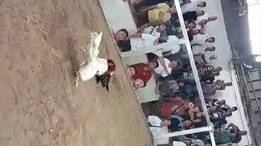 Another "UNKNOWN LINES" Kapatid ng ating pula na unknown lines #first fight # unscratched "Mayahin"