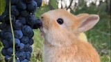 Watch how rabbits eat grapes #rabbits #rabbitfarming #android @short