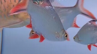 真正的成长，是今天比昨天更能接纳自己的“不怎么样”。接纳平凡并非放弃追求，而是与真实的自己和解，在平地上从容起跳。新的一天早安！