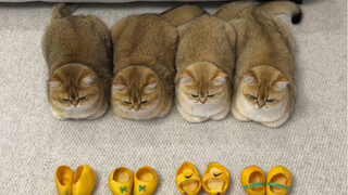 Mango shoes made for my cat