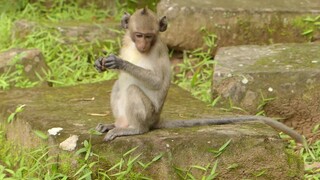 Poor Baby Janet Look Very Hungry Today She Have No Milk And Food For Her, Adorable Baby Monkey Janet