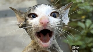 المتابعة التي تريدها: حالة القطة في المنزل بعد التبني #MingzaiTeam #StrayCatRescue