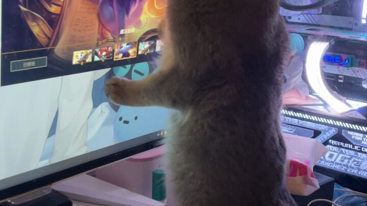 There is no good juice to be had from licking a cat