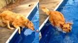 Dog Fails And Falls Into Pool | Funny Pet Videos
