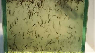 Thử Cho 1000 Con Bọ Gậy Uống Vitamin C - Mosquito Larvae Drink Vitamin C
