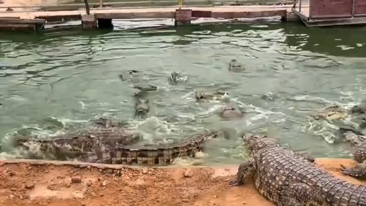 Sangat kejam, tidak boleh membeli daging babi? Benar-benar menyimpang