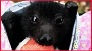 Cute Bats / Funny Compilation.