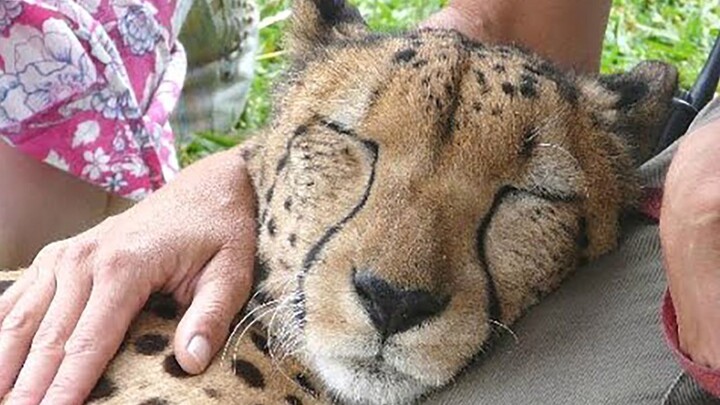 In the end, it still couldn’t escape being stroked.
