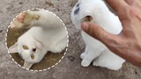 [สัตว์โลกน่ารัก] เจ้าแมวขาวขอลูบหน่อย