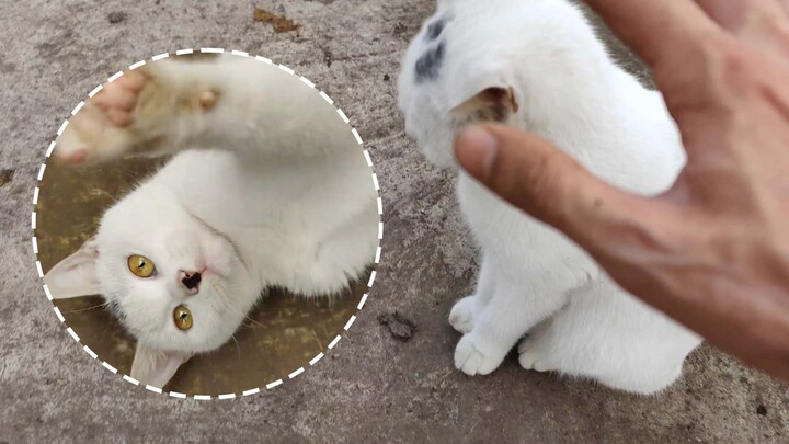 [Kucing] Awalnya Kukira, Tidak Masalah Jika Hanya Mengendus Sedikit