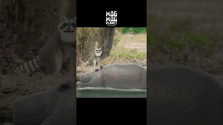 Raccoons ＆ Hippopotamus - MOGMOG PLANET Observation Diary | It's Anime #shorts #anime #animals