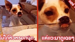 ไม่ได้หิวหรอกนะนุด แค่แวะผ่านมาดูเฉยๆ !! ( รวมฮาพากย์ไทย )