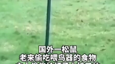 Squirrel: Do you think you’re really that funny?