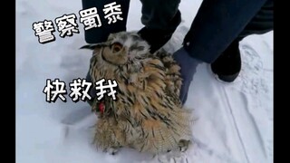 好聪明的猫头鹰呀！受伤了一只求助民警，一只求助120