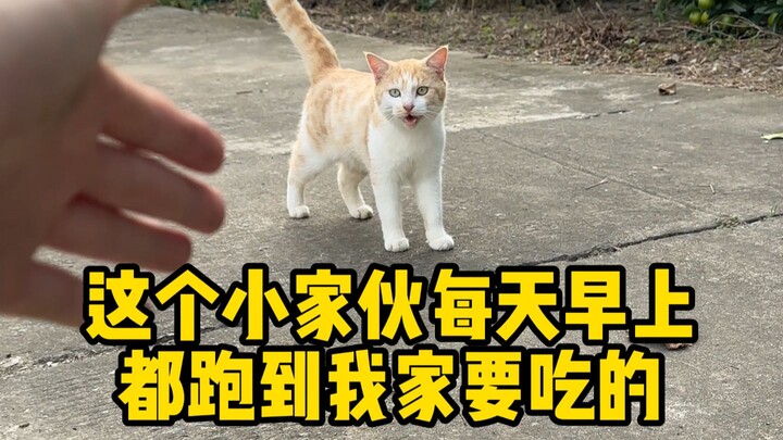 Keluarga, ternyata aku malah dikejar-kejar oleh seekor kucing kecil...