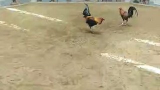 patalon talon line 😁🐓♥️