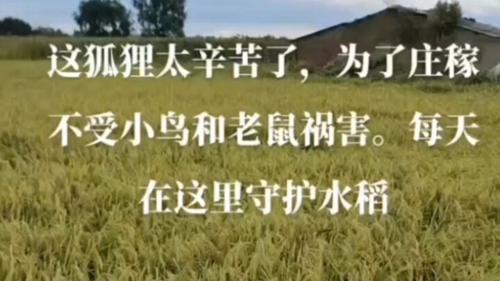 The fox guards the crops from little birds.