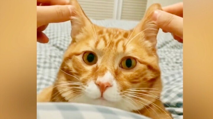 Mèo cam: Cậu đi đi, mẹ tớ không cho tớ chơi với đứa ngốc