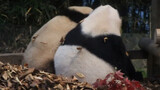 [Animal] Panda Fu Bao & Hua Ni | Sweet Moments Together