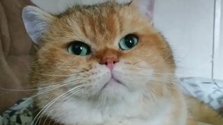 วิลเลียม บริติช ชอร์ตแฮร์ โกลเด้น แคท