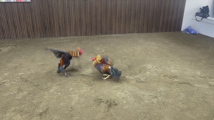 Tornado over sweater #sabongpinasgf #chickenpet #fakefight