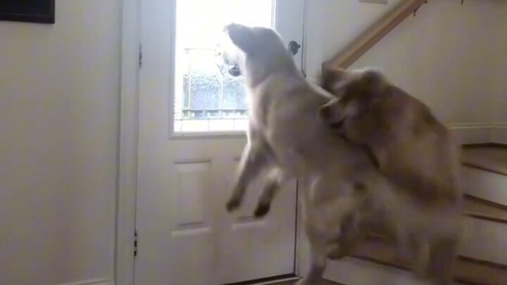 抚慰犬：倒班三天终于等到你来了