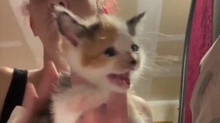 Untuk berjaga-jaga jika kamu belum pernah melihat bayi kucing bersendawa setelah minum susu! Lucunya