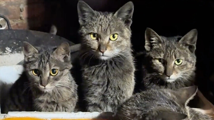 A chorus of meows—adorable calico kitten
