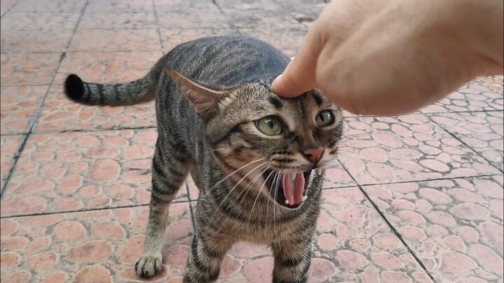 Master Miao: Come on! Hit me! I’m going to beat Xi Li.