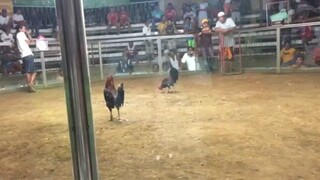 3 cocks derby @ pawikan gallera.3rd fight draw.sweater boston.