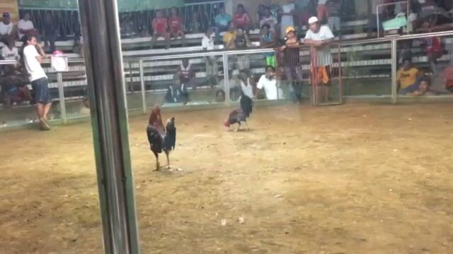 3 cocks derby @ pawikan gallera.3rd fight draw.sweater boston.