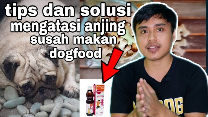 cara mengatasi anjing yg nggak mau makan dogfood !!!