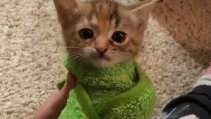 Meme mèo dễ xem mà không cần động não