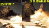 猫咪午睡被狗吵醒，沉默良久后一巴掌把狗拍醒：你倒是睡挺香啊