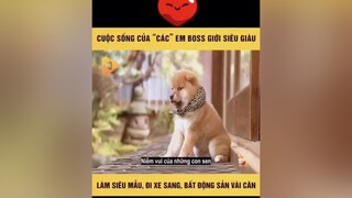 Cuộc sống của boss siêu giàu 😂dog pet thucung