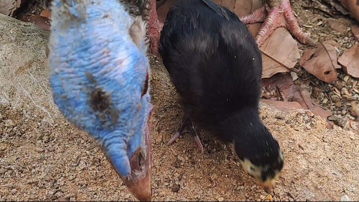 Turkey chick eat with his mother