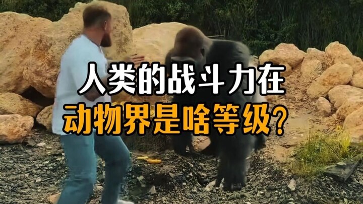 พลังต่อสู้ของมนุษย์จัดอยู่ในระดับใดในโลกของสัตว์?