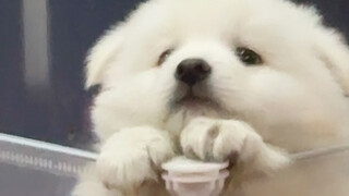 “Meskipun anak anjing itu kikuk, mereka lucu.”