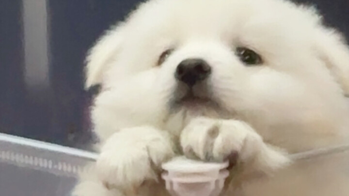 “Although puppies are clumsy, they are cute.”