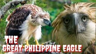 PHILIPPINE EAGLE | MONKEY-EATING EAGLE | HARIBON | Tenrou21
