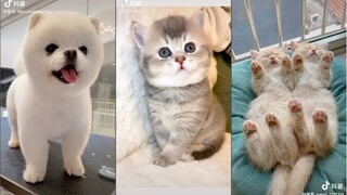 TikTok Pet Thú Cưng Chó Mèo Cute Dễ Thương Siêu Lầy Lội #2 | TikTok Việt Nam | Douyin Trung Quốc