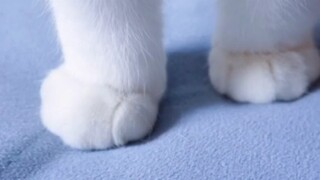 Where can I buy mangosteen segments like these?