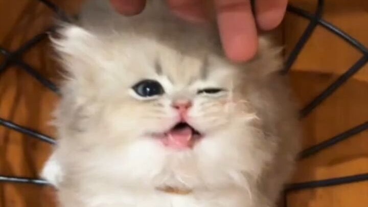 Do little kittens also love playing escape room games? 😂