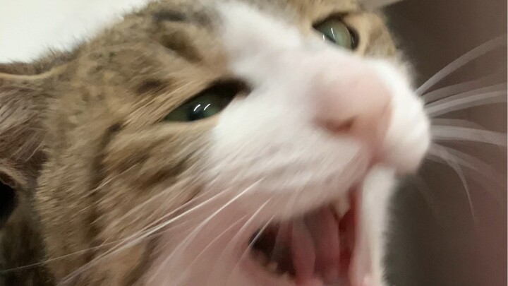 Miao: My ears feel off!!