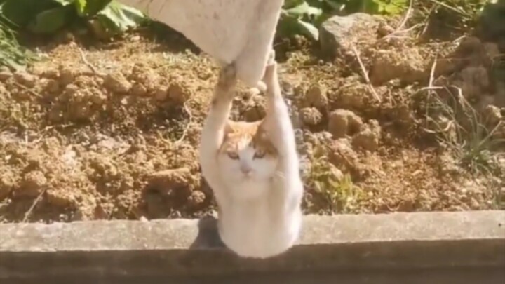 Cat: I’m so embarrassed!