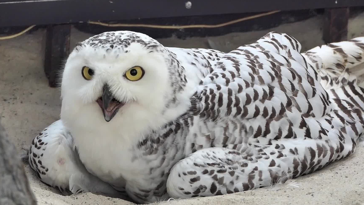 Snowy owl incubating eggs