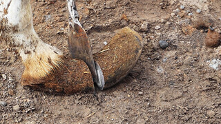 Animal|Sliced Donkey Hoof