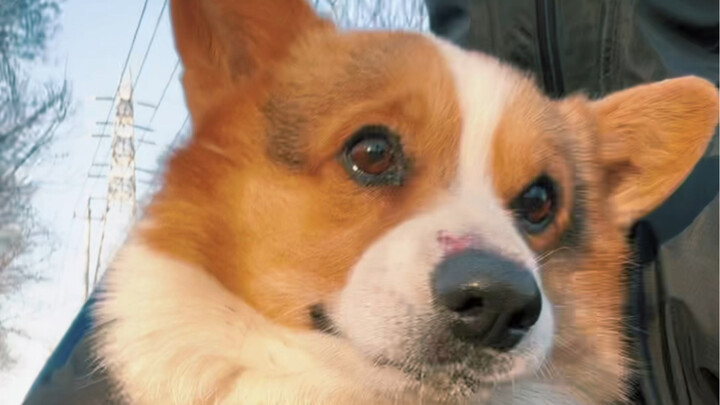 Đáng thương… nhưng cũng không hoàn toàn đáng thương