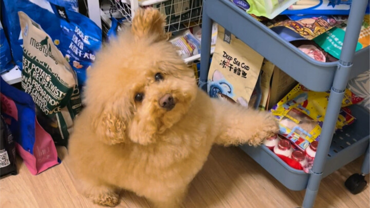 A seven-year-old senior dog… and still hasn’t been weaned!